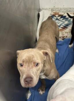 Five -  Mixed Breed Dog for Adoption in Atlanta, Georgia - Five | PetCurious