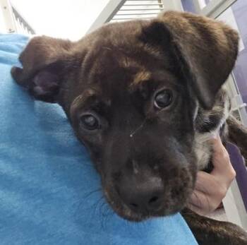 Dodge -  Retriever and Mixed Breed Dog for Adoption in East Brookfield, Massachusetts - Dodge | PetCurious