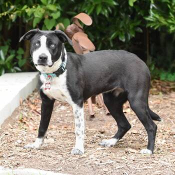 Australian Cattle Dog Blue Heeler Dogs Available for Adoption in Wake Forest, North Carolina - Gisela | PetCurious
