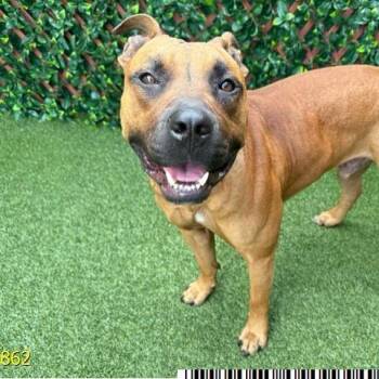 Mixed Breed Dogs Available for Adoption in West Palm Beach, Florida - Clem | PetCurious