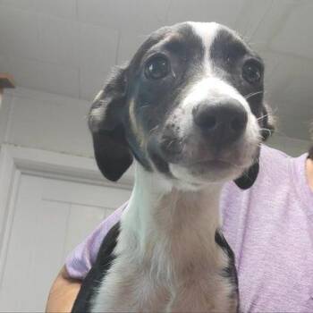 Cheri -  Mixed Breed Dog for Adoption in Westland, Michigan - Cheri | PetCurious
