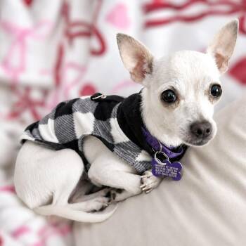 Utopia -  Chihuahua Dog for Adoption in Boerne, Texas - Utopia | PetCurious