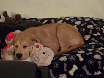 Etana -  Labrador Retriever Dog for Adoption in Colorado Springs, Colorado - Etana | PetCurious