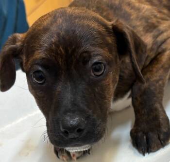 Mountain Dog Dogs Available for Adoption - REBA | PetCurious