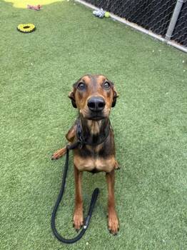 Doberman Pinscher Dogs Available for Adoption - SOURDOUGH | PetCurious