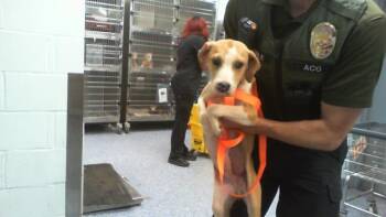 ARIEL -  Mixed Breed Dog for Adoption in Charlotte, North Carolina - ARIEL | PetCurious