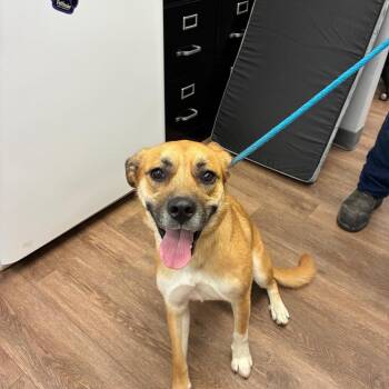 Sandy -  Great Pyrenees and Labrador Retriever Dog for Adoption in Morganfield, Kentucky - Sandy | PetCurious