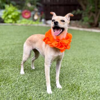 Blondie -  Chihuahua and Terrier Dog for Adoption in Fairfield, Connecticut - Blondie | PetCurious