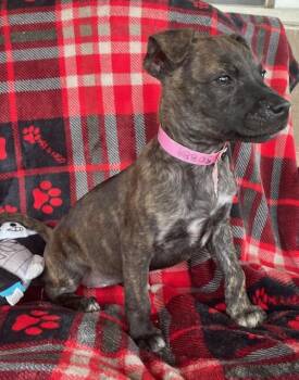 Rescue Terrier Dogs for Adoption in Memphis, Tennessee - Annie | PetCurious