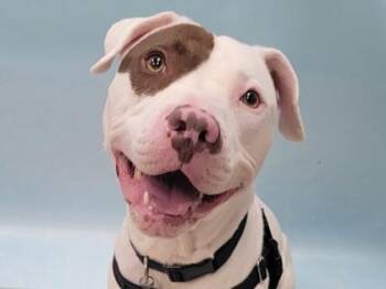 Hermez -  American Staffordshire Terrier and Pit Bull Terrier Dog for Adoption in Minneapolis, Minnesota - Hermez | PetCurious