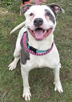 Terrier Dogs Available for Adoption in North Syracuse, New York - Cupcake | PetCurious