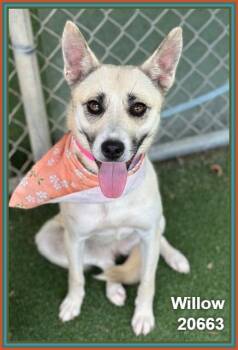 WILLOW (see also FERN) -  Siberian Husky and Shepherd Dog for Adoption in Marietta, Georgia - WILLOW (see Also FERN) | PetCurious