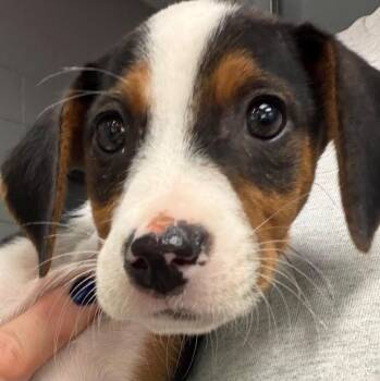 Otto -  Hound Dog for Adoption in Henderson, North Carolina - Otto | PetCurious