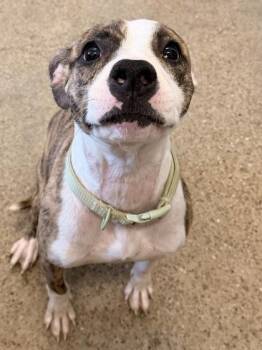 Pit Bull Terrier Dogs Available for Adoption - Wyatt | PetCurious