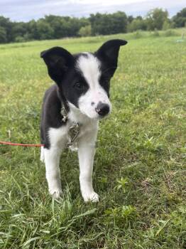 Arwen  (Courtesy Post) -  Border Collie and Australian Cattle Dog Blue Heeler Dog for Adoption in Bowie, Texas - Arwen  (Courtesy Post) | PetCurious