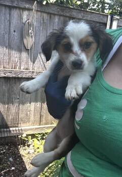Tygra -  Australian Shepherd Dog for Adoption in Bull Valley, Illinois - Tygra | PetCurious