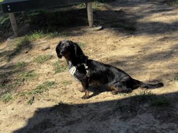 Winston -  Dachshund Dog for Adoption in Houston, Texas - Winston | PetCurious