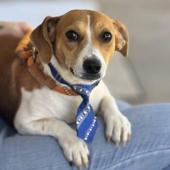 Crayon -  Dachshund and Beagle Dog for Adoption in Meherrin, Virginia - Crayon | PetCurious