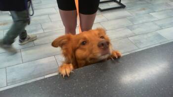 Australian Shepherd and Mixed Breed Dogs Available for Adoption in Charlotte, North Carolina - A1262934 | PetCurious