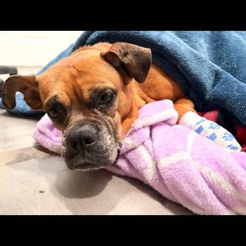 Boxer Dogs Available for Adoption in Muncie, Indiana - Chloe | PetCurious