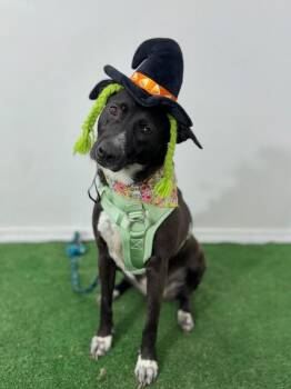 Labrador Retriever and Mixed Breed Dogs Available for Adoption - Lindsey | PetCurious