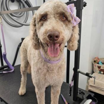 RUBY -  Labradoodle and Australian Shepherd Dog for Adoption in Athens, Alabama - RUBY | PetCurious