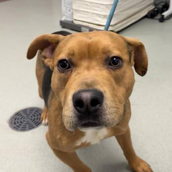 Mixed Breed Dogs Available for Adoption in Abilene, Texas - Reggie | PetCurious