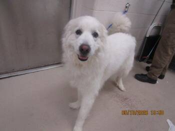 Great Pyrenees Dogs Available for Adoption in Marietta, Georgia - Athena(856) | PetCurious