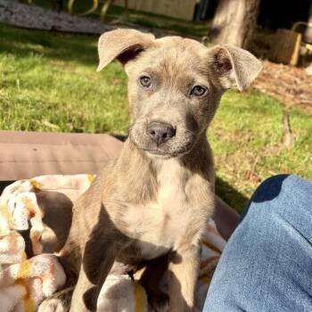 Labrador Retriever Dogs Available for Adoption - Sarabi | PetCurious