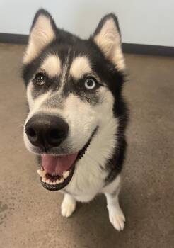 Husky Dogs Available for Adoption in Mishawaka, Indiana - Merlin | PetCurious