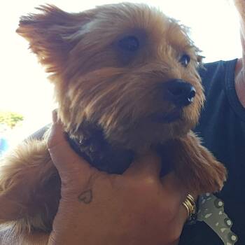 Yorkshire Terrier Dogs Available for Adoption in Goltry, Oklahoma - Ruby Red | PetCurious