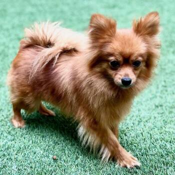 Pomeranian Dogs Available for Adoption in Burlingame, California - Nala | PetCurious