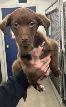 Labrador Retriever Dogs Available for Adoption - Izzy 10 Weeks Ava 1/28 | PetCurious