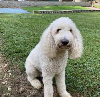 Ono -  Standard Poodle Dog for Adoption in Franklin, Tennessee - Ono | PetCurious