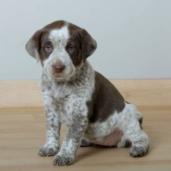 Rescue Catahoula Leopard Dog and Mixed Breed Dogs for Adoption in Minnetonka, Minnesota - Clara Sue D66887 | PetCurious