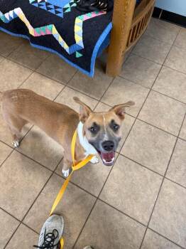 Pumpkin -  Mixed Breed Dog for Adoption in Marion, Ohio - Pumpkin | PetCurious