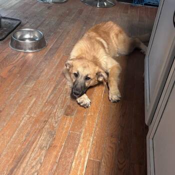 Mixed Breed Dogs Available for Adoption in Fredericksburg, Virginia - Waylon | PetCurious