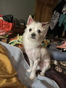 Chihuahua Dogs Available for Adoption in Greenwich, New York - Dino | PetCurious