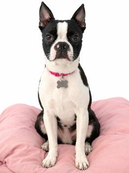 Chiki -  Boston Terrier Dog for Adoption in Bradenton, Florida - Chiki | PetCurious