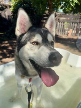 Rescue Siberian Husky Dogs for Adoption in Walnut Creek, California - Klaus | PetCurious