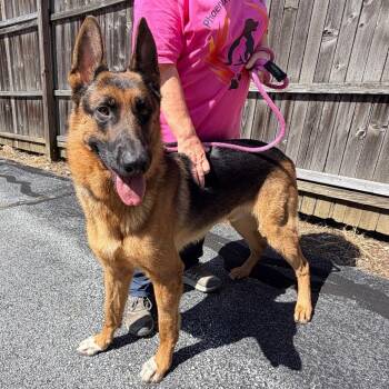 Arturo -  German Shepherd Dog Dog for Adoption in Chester Springs, Pennsylvania - Arturo | PetCurious