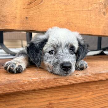 Chrissy -  Australian Cattle Dog Blue Heeler Dog for Adoption in Spring Hill, Tennessee - Chrissy | PetCurious