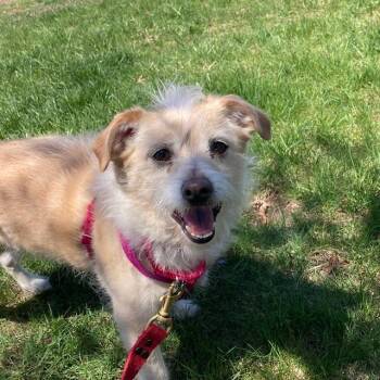 Parson Russell Terrier Dogs Available for Adoption in Methuen, Massachusetts - BISCUIT | PetCurious