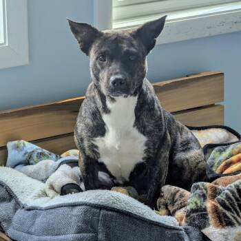 Mixed Breed Dogs Available for Adoption in Decherd, Tennessee - Maryland | PetCurious