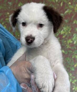 Saint Bernard and Mixed Breed Dogs Available for Adoption in San Antonio, Texas - Quack | PetCurious