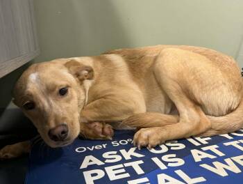 Retriever and Australian Cattle Dog Blue Heeler Dogs Available for Adoption - Meet Lila Mae — A Gentle Soul Looking For Her Safe Place  | PetCurious