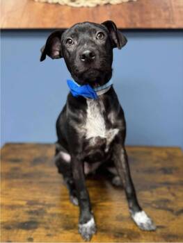 Rescue Beagle and Staffordshire Bull Terrier Dogs for Adoption in Sedalia, Colorado - Axel | PetCurious