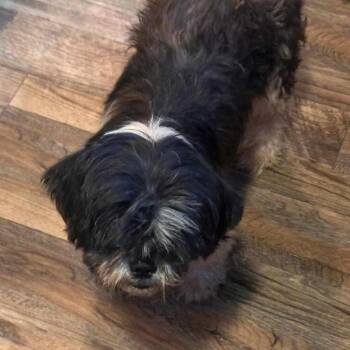 Spencer -  Shih Tzu Dog for Adoption in Wadena, Minnesota - Spencer | PetCurious