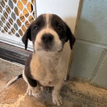 Grover 5757 -  Mixed Breed Dog for Adoption in Loxahatchee Groves, Florida - Grover 5757 | PetCurious