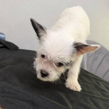 Roni -  French Bulldog and Mixed Breed Dog for Adoption in San Diego, California - Roni | PetCurious